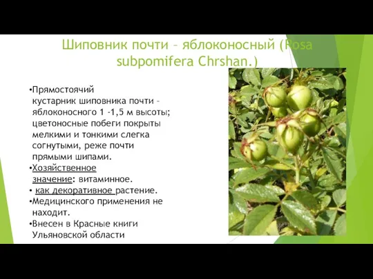 Шиповник почти – яблоконосный (Rosa subpomifera Chrshan.) Прямостоячий кустарник шиповника почти – яблоконосного