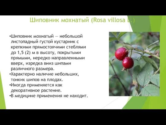 Шиповник мохнатый (Rosa villosa L.) Шиповник мохнатый — небольшой листопадный густой кустарник с