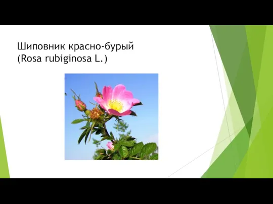 Шиповник красно-бурый (Rosa rubiginosa L.)