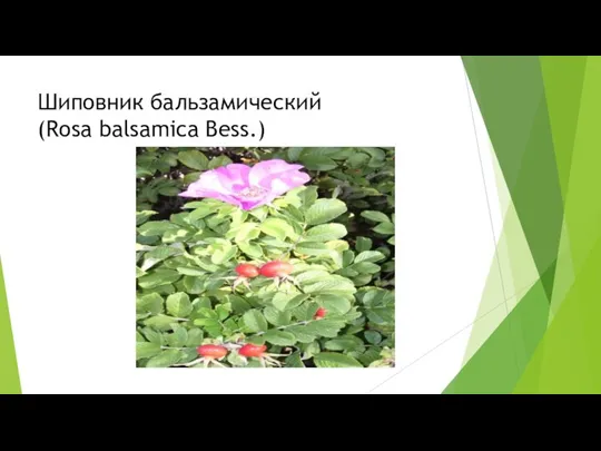 Шиповник бальзамический (Rosa balsamica Bess.)