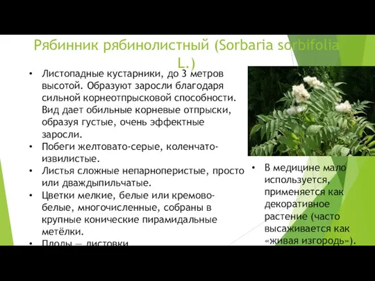 Рябинник рябинолистный (Sorbaria sorbifolia L.) Листопадные кустарники, до 3 метров высотой. Образуют заросли