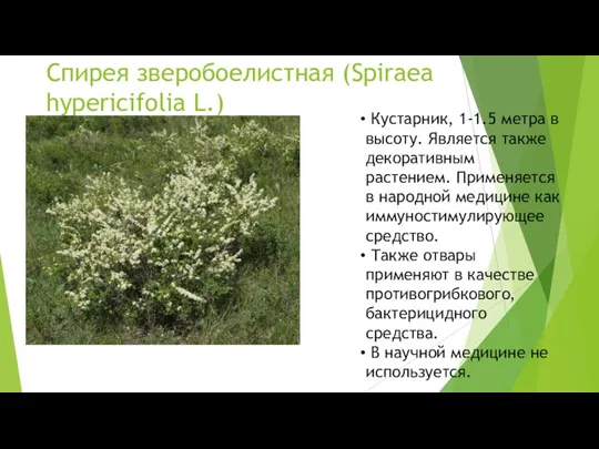 Спирея зверобоелистная (Spiraea hypericifolia L.) Кустарник, 1-1.5 метра в высоту. Является также декоративным