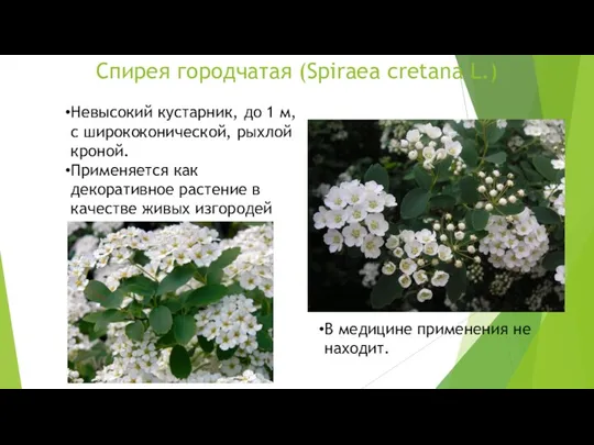 Спирея городчатая (Spiraea cretana L.) Невысокий кустарник, до 1 м, с ширококонической, рыхлой