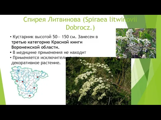 Спирея Литвинова (Spiraea litwinovii Dobrocz.) Кустарник высотой 50— 150 см. Занесен в третью