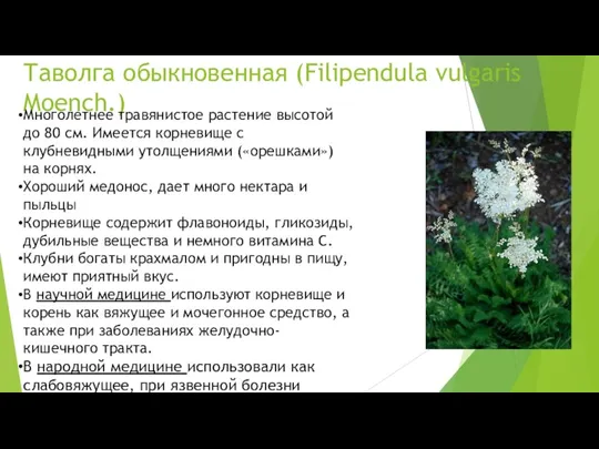 Таволга обыкновенная (Filipendula vulgaris Moench.) Многолетнее травянистое растение высотой до 80 см. Имеется