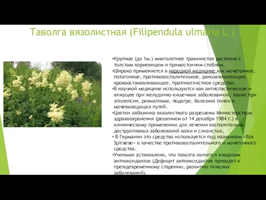 Таволга вязолистная (Filipendula ulmaria L.) Крупное (до 1м.) многолетнее травянистое растение с толстым