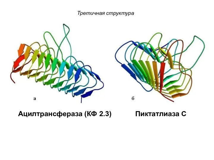 Третичная структура Ацилтрансфераза (КФ 2.3) Пиктатлиаза С