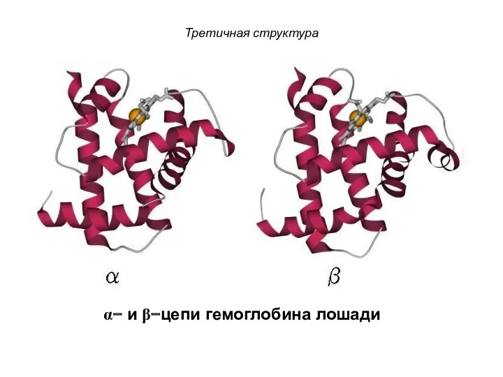 Третичная структура α− и β−цепи гемоглобина лошади