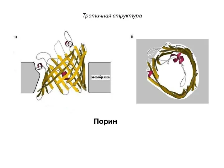 Третичная структура Порин