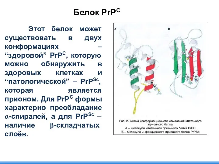 Этот белок может существовать в двух конформациях – “здоровой” PrPC,