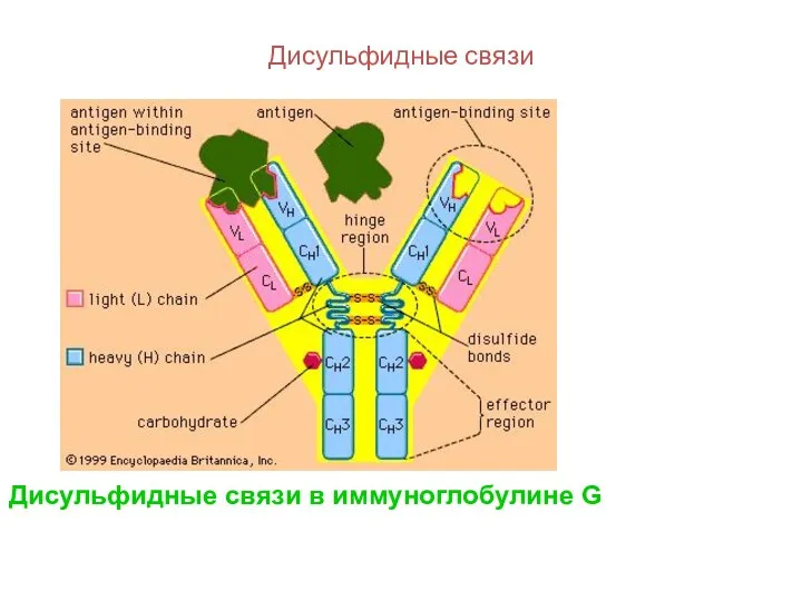 Дисульфидные связи Дисульфидные связи в иммуноглобулине G