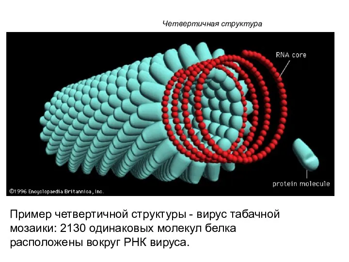 Четвертичная структура Пример четвертичной структуры - вирус табачной мозаики: 2130