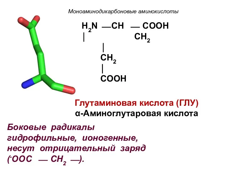 Моноаминодикарбоновые аминокислоты H2N ⎯ CH ⎯ COOH ⏐ CH2 ⏐