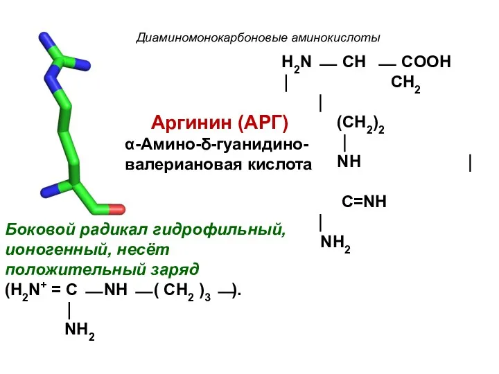 Диаминомонокарбоновые аминокислоты Аргинин (АРГ) α-Амино-δ-гуанидино- валериановая кислота Боковой радикал гидрофильный,