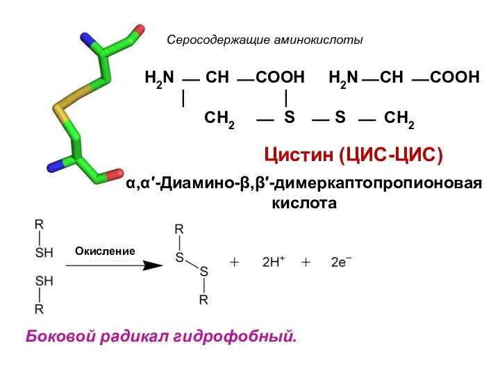Окисление Боковой радикал гидрофобный. Серосодержащие аминокислоты Цистин (ЦИС-ЦИС) H2N ⎯