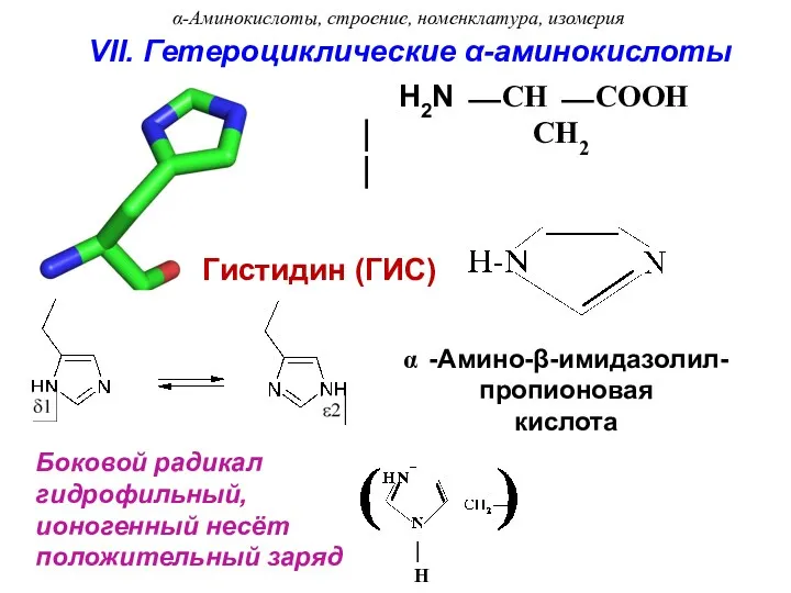 Боковой радикал гидрофильный, ионогенный несёт положительный заряд ⏐ H -Амино-β-имидазолил-