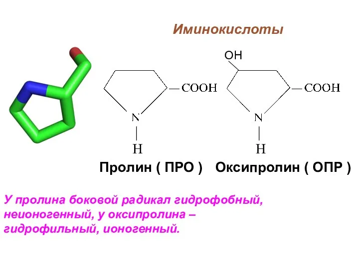 Иминокислоты У пролина боковой радикал гидрофобный, неионогенный, у оксипролина –