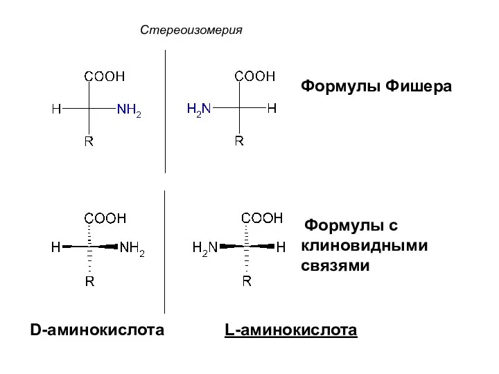 Стереоизомерия D-аминокислота L-аминокислота Формулы Фишера Формулы с клиновидными связями