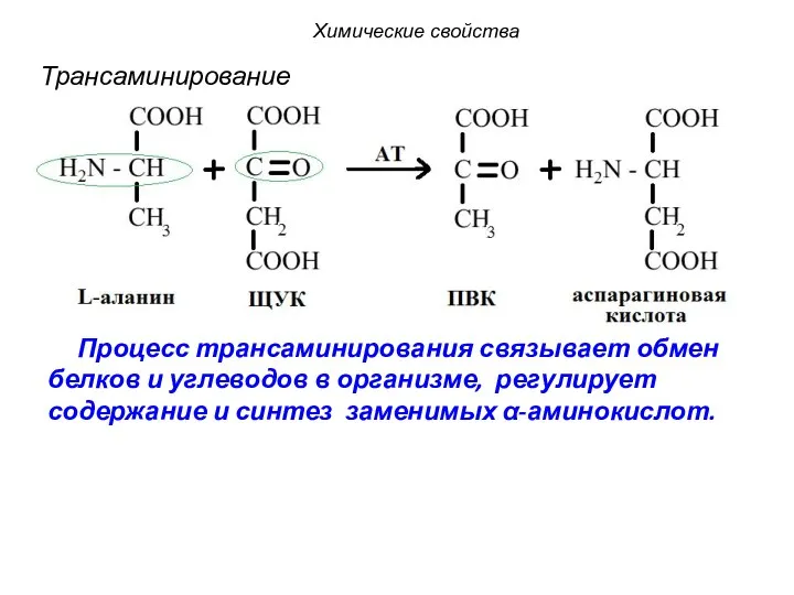 Процесс трансаминирования связывает обмен белков и углеводов в организме, регулирует