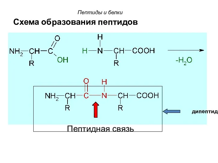 Схема образования пептидов Пептидная связь дипептид Пептиды и белки