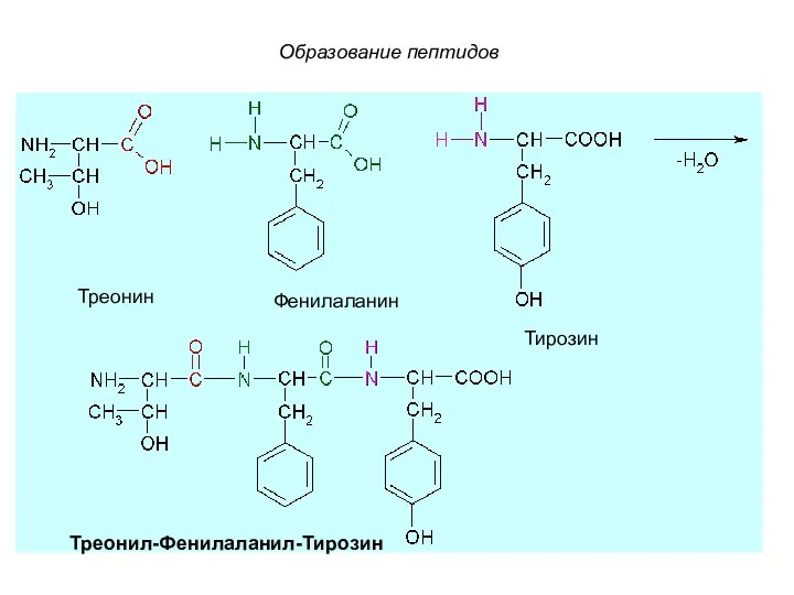 Треонин Фенилаланин Тирозин Треонил-Фенилаланил-Тирозин Образование пептидов