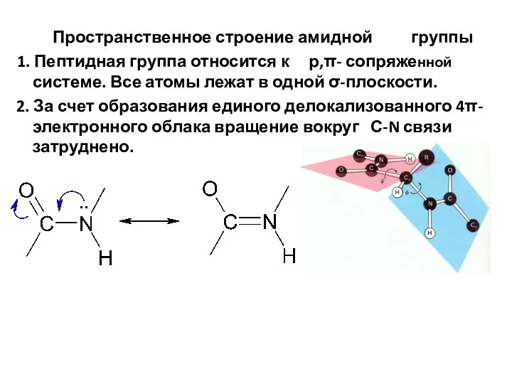 Пространственное строение амидной группы 1. Пептидная группа относится к р,π-