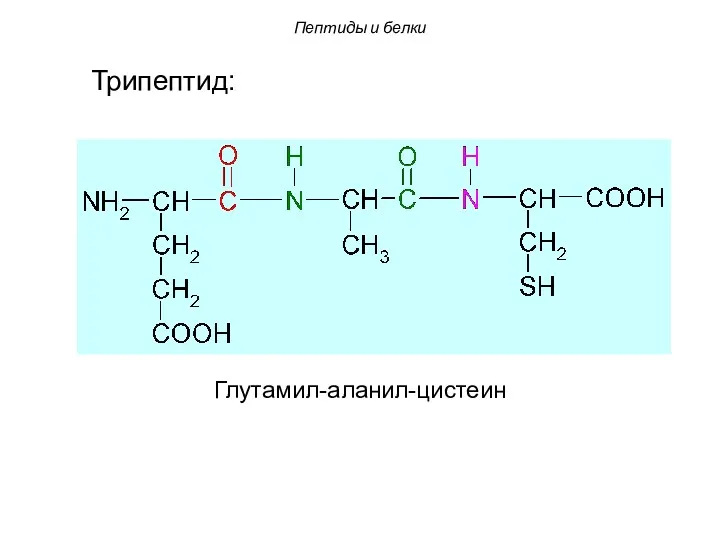 Глутамил-аланил-цистеин Трипептид: Пептиды и белки