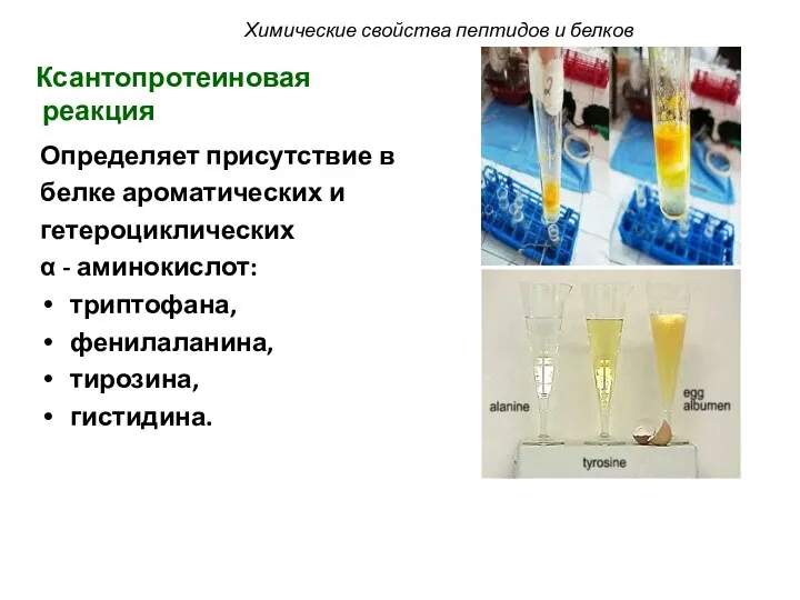 Ксантопротеиновая реакция Определяет присутствие в белке ароматических и гетероциклических α