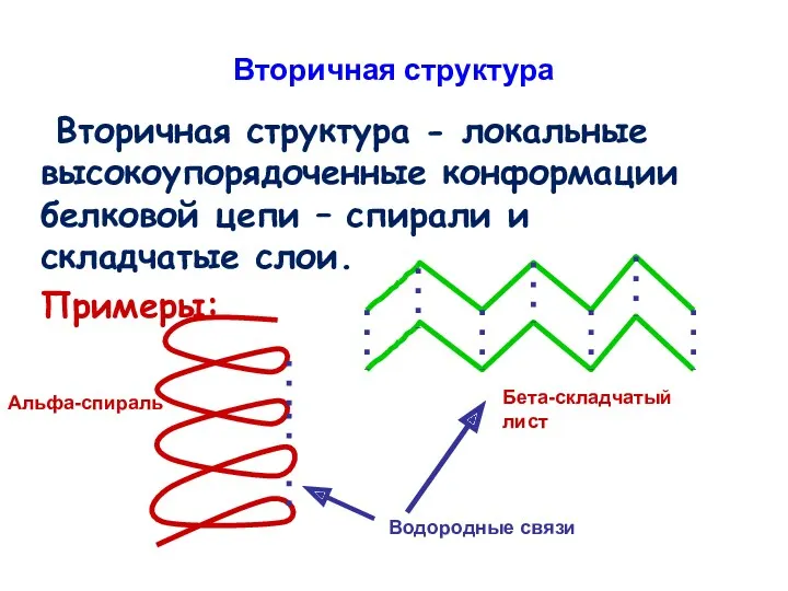 Вторичная структура Вторичная структура - локальные высокоупорядоченные конформации белковой цепи – спирали и складчатые слои. Примеры: