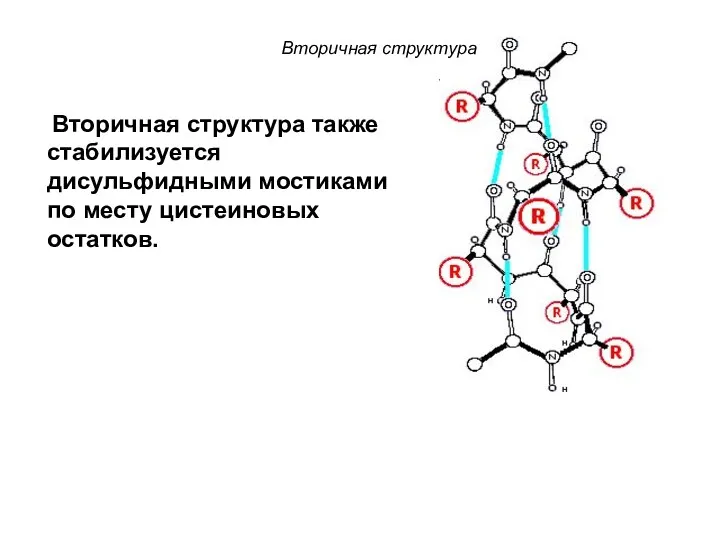 Вторичная структура также стабилизуется дисульфидными мостиками по месту цистеиновых остатков. Вторичная структура