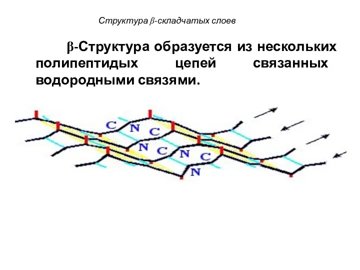 Структура β-складчатых слоев β-Структура образуется из нескольких полипептидых цепей связанных водородными связями.