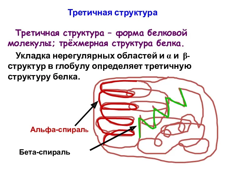 Третичная структура Третичная структура – форма белковой молекулы; трёхмерная структура