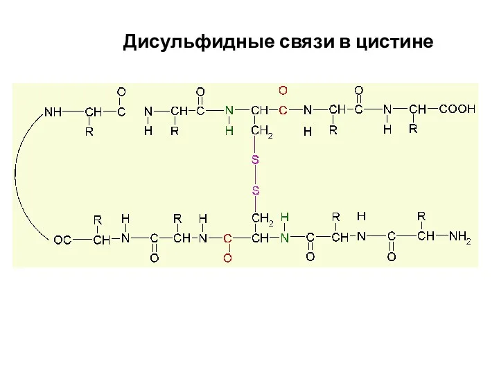 Дисульфидные связи в цистине