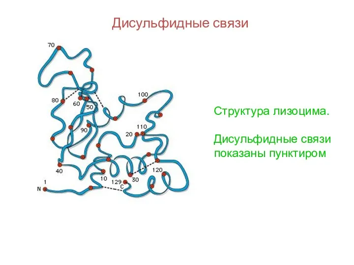 Дисульфидные связи Структура лизоцима. Дисульфидные связи показаны пунктиром