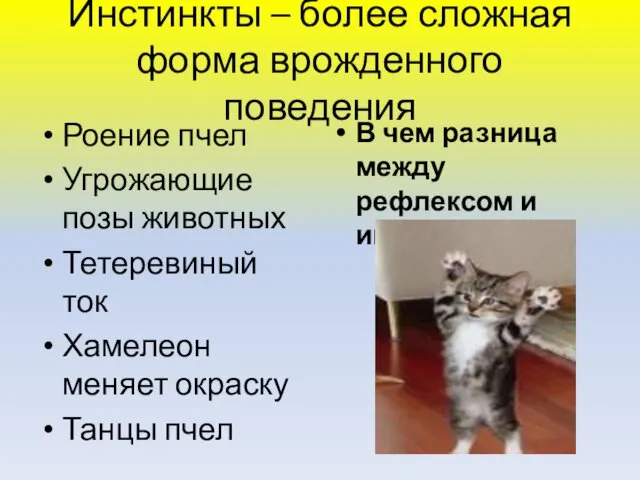 Инстинкты – более сложная форма врожденного поведения Роение пчел Угрожающие