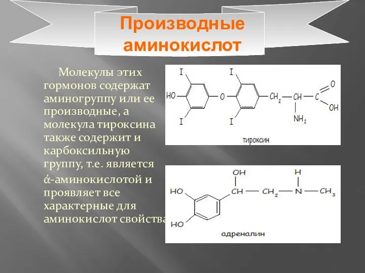 Производные аминокислот Молекулы этих гормонов содержат аминогруппу или ее производные,