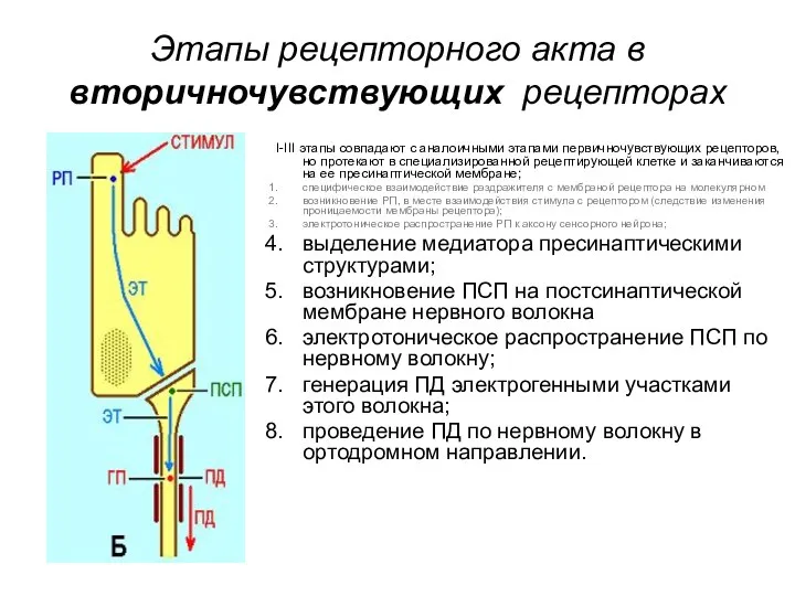 Этапы рецепторного акта в вторичночувствующих рецепторах I-III этапы совпадают с