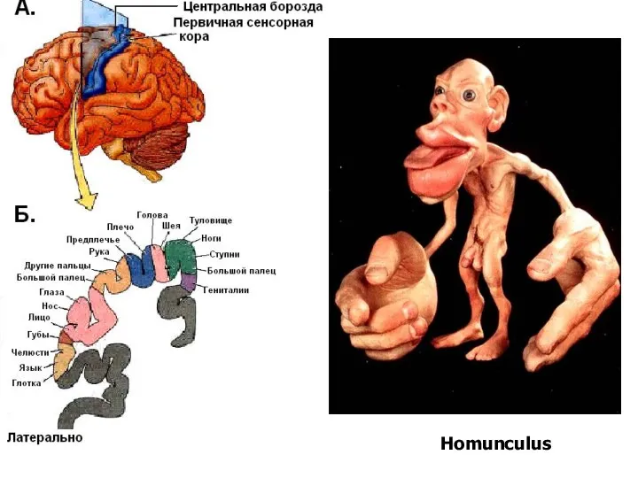 Homunculus