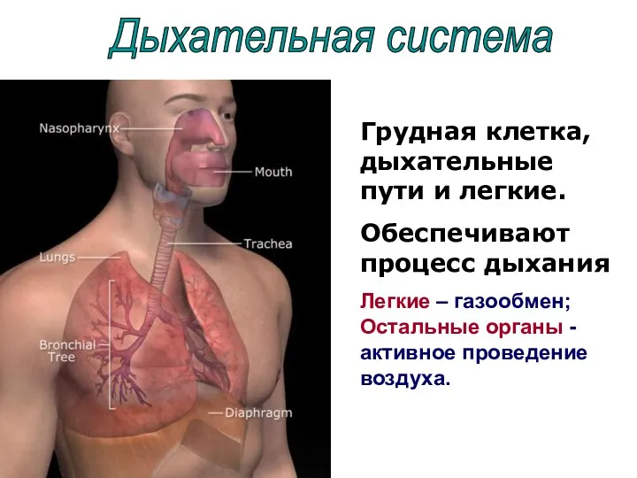 Дыхательная система Грудная клетка, дыхательные пути и легкие. Обеспечивают процесс