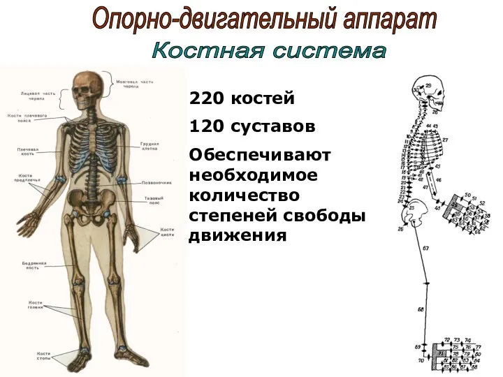 Опорно-двигательный аппарат 220 костей 120 суставов Обеспечивают необходимое количество степеней свободы движения Костная система