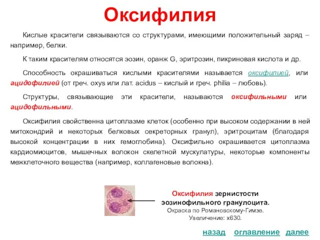 Оксифилия Кислые красители связываются со структурами, имеющими положительный заряд –