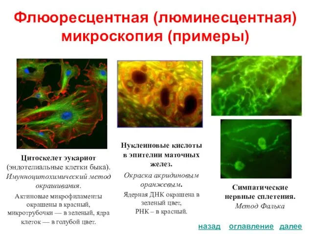 Флюоресцентная (люминесцентная) микроскопия (примеры) Цитоскелет эукариот (эндотелиальные клетки быка). Имунноцитохимический метод окрашивания. Актиновые