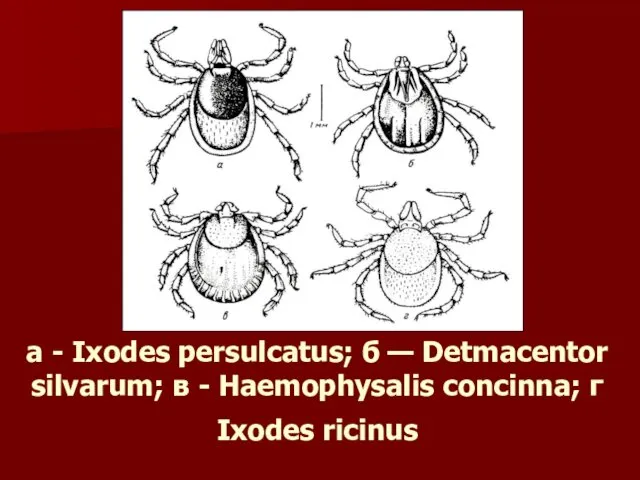 а - Ixodes persulcatus; б — Detmacentor silvarum; в - Haemophysalis concinna; г Ixodes ricinus