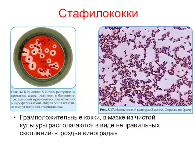 Грамположительные кокки, в мазке из чистой культуры располагаются в виде неправильных скоплений- «гроздья винограда» Стафилококки