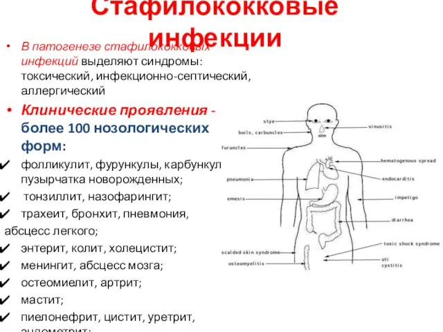 В патогенезе стафилококковых инфекций выделяют синдромы: токсический, инфекционно-септический, аллергический Клинические