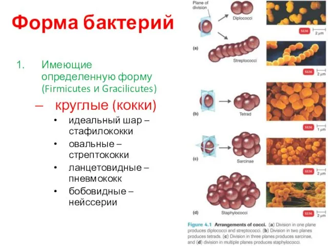 Форма бактерий Имеющие определенную форму (Firmicutes и Gracilicutes) круглые (кокки)