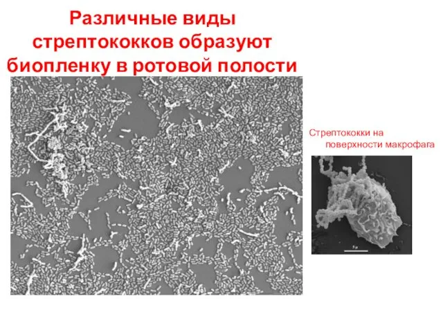 Различные виды стрептококков образуют биопленку в ротовой полости Стрептококки на поверхности макрофага