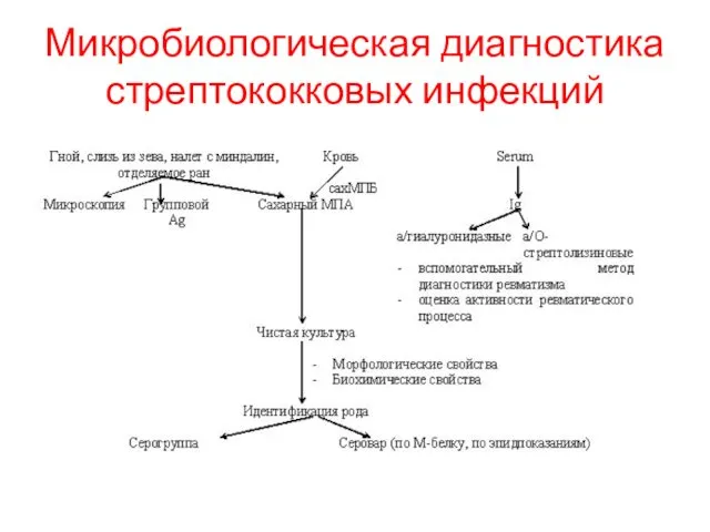 Микробиологическая диагностика стрептококковых инфекций