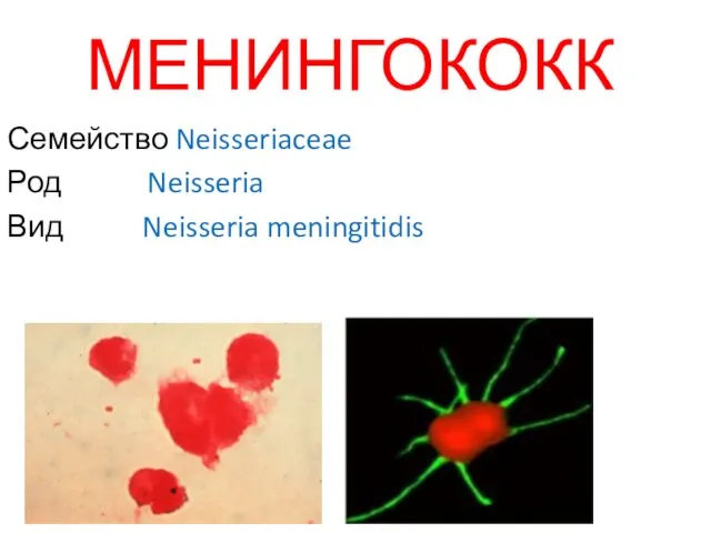 МЕНИНГОКОКК Семейство Neisseriaceae Род Neisseria Вид Neisseria meningitidis