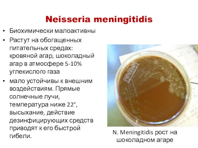 Neisseria meningitidis Биохимически малоактивны Растут на обогащенных питательных средах: кровяной